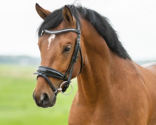 dressage horse Palermo Emelwerth (Welsh Partbred, 2020, from D-Gold AT NRW)