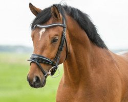 Dressurpferd Palermo Emelwerth (Welsh Partbred, 2020, von D-Gold AT NRW)