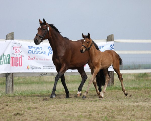 Pferd Rubielle (Trakehner, 2023, von L'Elu de Dun AA)