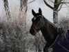 dressage horse Flohwalzer 3 (Westphalian, 2015, from Fürstenball)