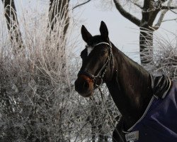 dressage horse Flohwalzer 3 (Westphalian, 2015, from Fürstenball)