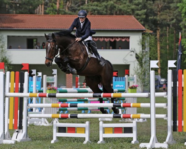 jumper Alessio 21 (German Sport Horse, 2011, from Accusé)