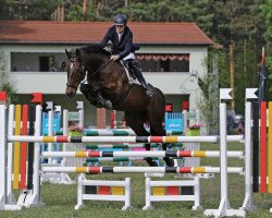 jumper Alessio 21 (German Sport Horse, 2011, from Accusé)