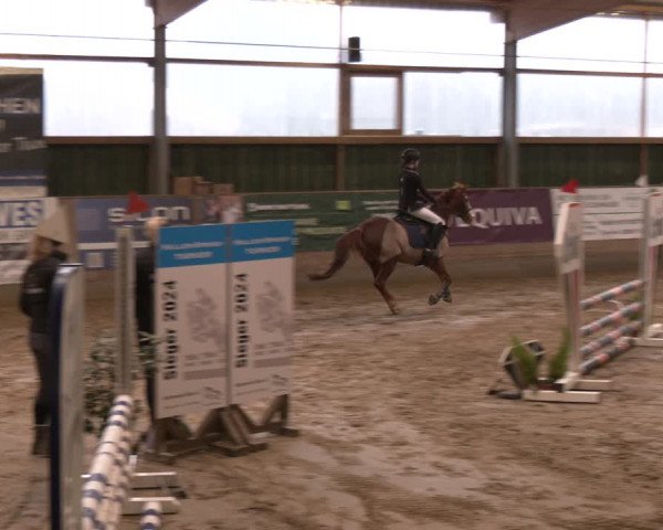 Reitturnier Velen 2024