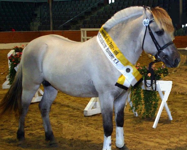 stallion Drafur (Fjord Horse, 2004, from Don)