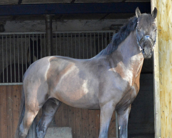 horse Oak Forest Vivaldi (New Forest Pony, 2021, from Hamlet's Magnum XL)