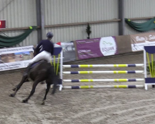 Reitturnier Hesel 2024
