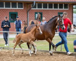 Springpferd Vesna D (Deutsches Reitpony, 2007, von Kennedy WE)