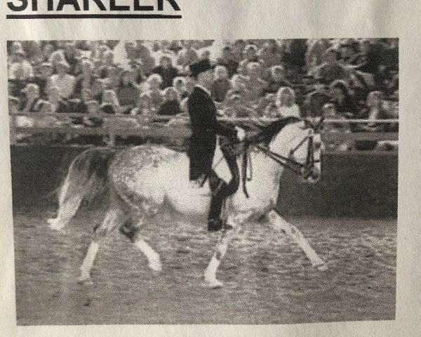 stallion Shareer (Shagya Arabian, 1983, from Echnaton)