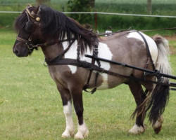 Deckhengst Diamonds Enzo (Shetland Pony, 2018, von Esteban van de Zandkamp)