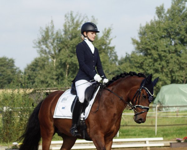 dressage horse Picasso G 2 (German Riding Pony, 2011, from Pikachu)