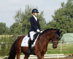 dressage horse Picasso G 2 (German Riding Pony, 2011, from Pikachu)