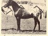 stallion Chatawa (Appaloosa, 1954, from Bub)