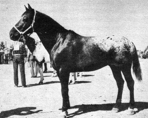 stallion Bub (Appaloosa, 1950, from Popeye)