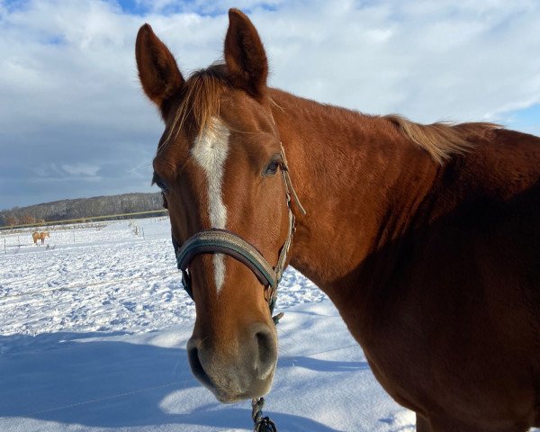 horse Rooney Sha (Shagya Arabian,  , from Reineke Zett)