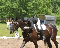 broodmare Herbstblume 10 (Hanoverian, 2013, from Hohenstein I)