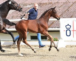 jumper For Callamandia AKL (Oldenburg show jumper, 2023, from For Planet)