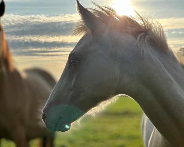 Dressurpferd Dace (Deutsches Reitpony, 2023, von Don Papa WE)