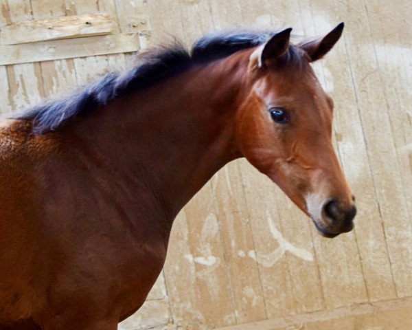 dressage horse Valetta (Hanoverian, 2023, from Vidar)