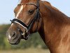 dressage horse Donatello 136 (German Riding Pony, 2008, from Dressman V)