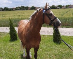 stallion Maurits (Welsh-Pony (Section B), 2004, from Den Bramel's Baye)