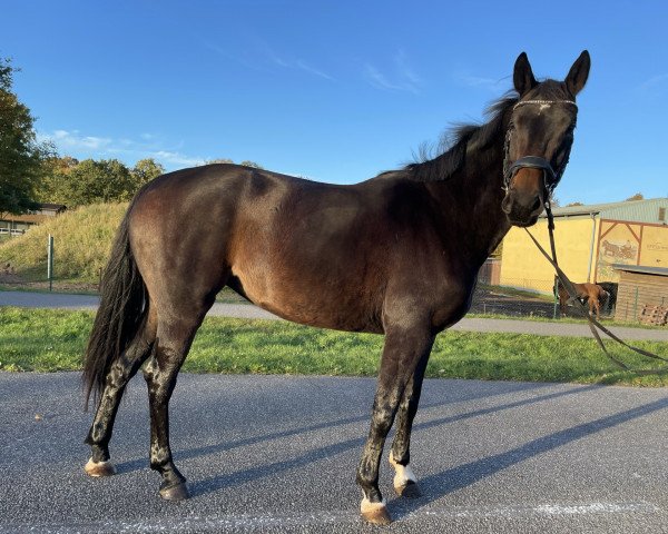 dressage horse Quinta (Hanoverian, 2018, from Quantensprung 3)