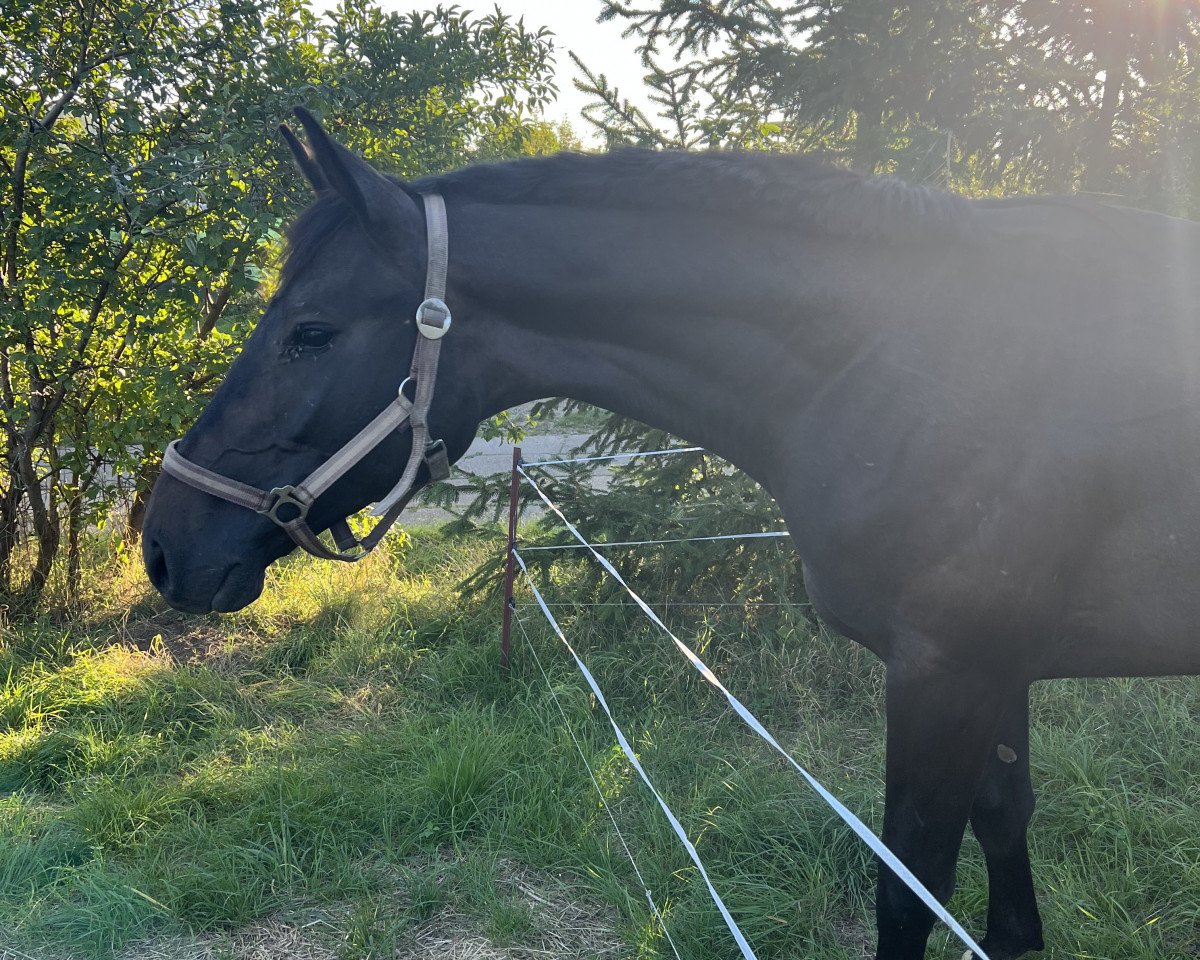jumper Cuba Gold S (German Sport Horse, 2022, from Charthago Blue OLD)
