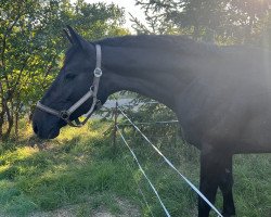 jumper Cuba Gold S (German Sport Horse, 2022, from Charthago Blue OLD)