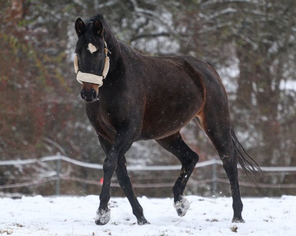 broodmare Acadia 15 (German Sport Horse, 2008, from Acadius)