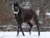 broodmare Acadia 15 (German Sport Horse, 2008, from Acadius)