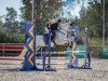 Springpferd Galtee Grey (Connemara-Pony, 2014, von Kinvara Boy)