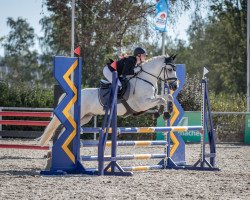 Springpferd Galtee Grey (Connemara-Pony, 2014, von Kinvara Boy)