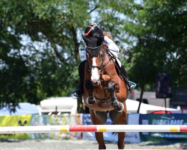 jumper Sambor M (Polish Warmblood, 2012)