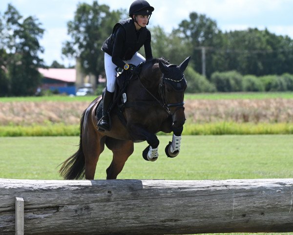 Springpferd Curly Sue 225 (Deutsches Sportpferd, 2018, von Rodrigoo VDL)