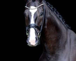 dressage horse Sunday Secret (Oldenburg, 2019, from Secret)