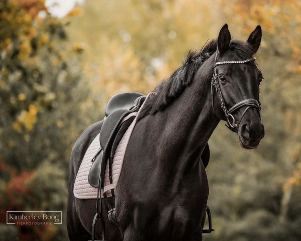 dressage horse Don Ofarim (Oldenburg, 2019, from Don Martillo)