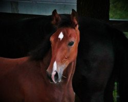 dressage horse Eddie (Hanoverian, 2023, from Escolar)