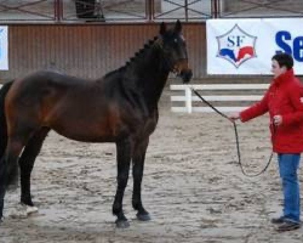 stallion Quartz Adelheid Z (Zangersheide riding horse, 1998, from Quality Touch Z)