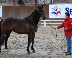 stallion Quartz Adelheid Z (Zangersheide riding horse, 1998, from Quality Touch Z)