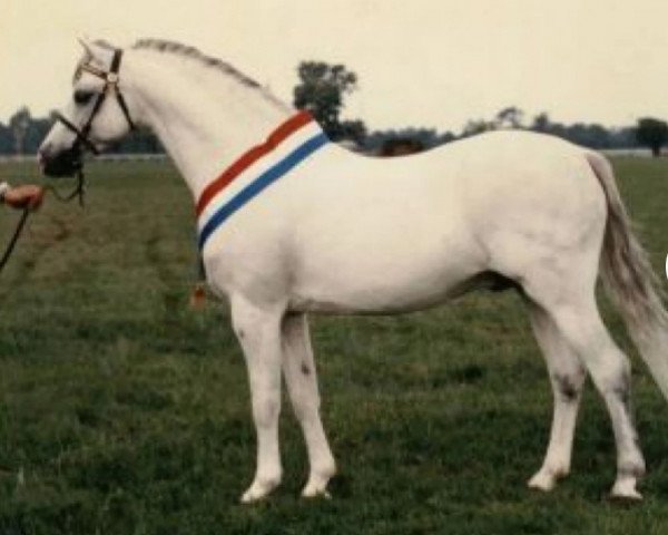 Deckhengst Twyford Signal (Welsh Pony (Sek.B), 1976, von Pendock Peregrine)