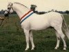 Deckhengst Twyford Signal (Welsh Pony (Sek.B), 1976, von Pendock Peregrine)
