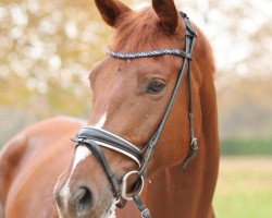 dressage horse Augenweide Mfg (Oldenburg, 2017, from Asgard's Ibiza)