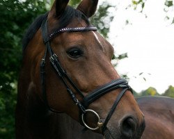 dressage horse De La Luna 18 (Westphalian, 2011, from Diatano)