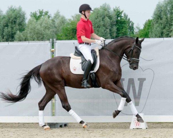 dressage horse Mon Coeur 30 (German Sport Horse, 2019, from Maracana)
