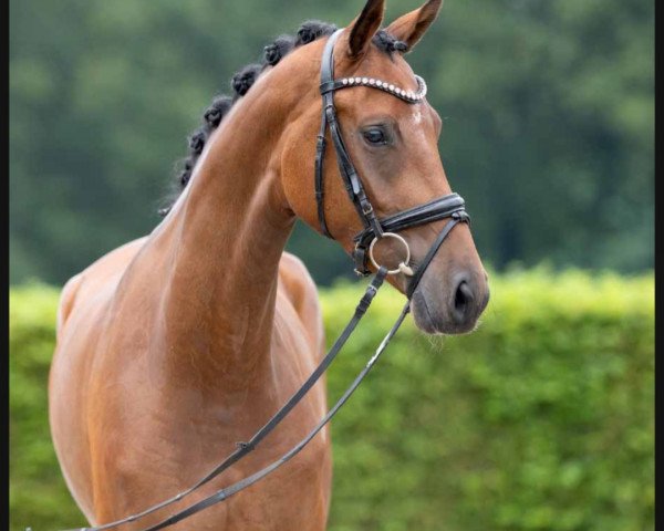 dressage horse Juliet (Westphalian, 2019, from Jovian)