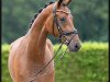 dressage horse Juliet (Westphalian, 2019, from Jovian)