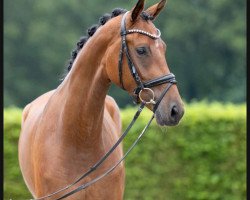 dressage horse Juliet (Westphalian, 2019, from Jovian)