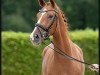 Dressurpferd Fashion in Red O (Westfale, 2019, von Fashion In Black NRW)