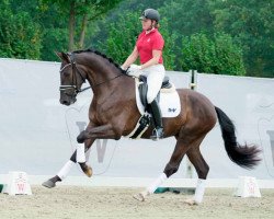 dressage horse Ernesto 88 (Westphalian, 2019, from Ehrenstolz)