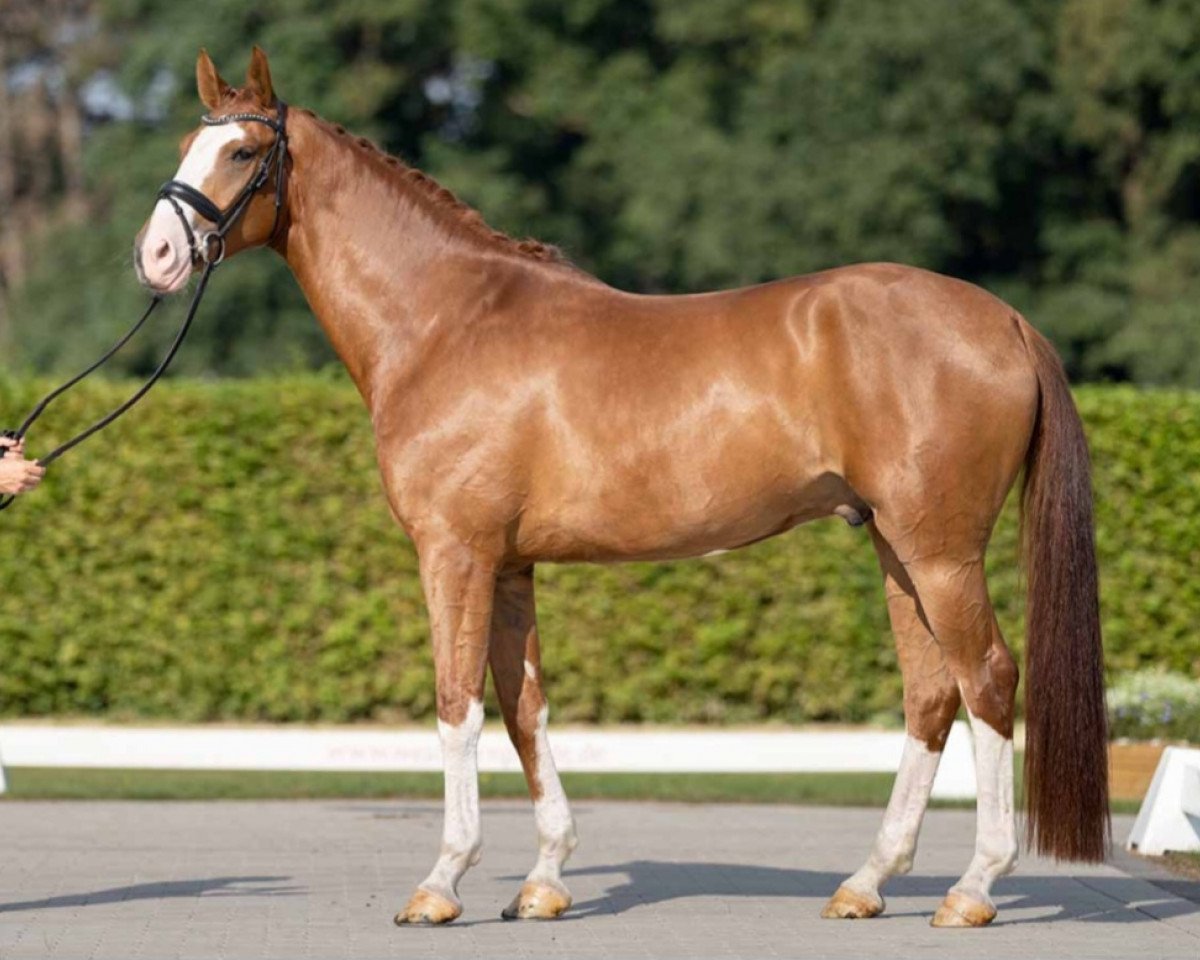 Dressurpferd Belvedere MP (Westfale, 2018, von Callaho's Benicio)